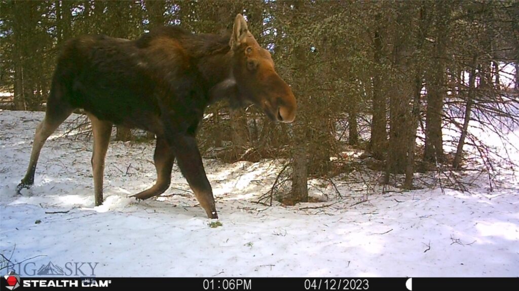 1 Seven Point Road, Livingston MT 59047