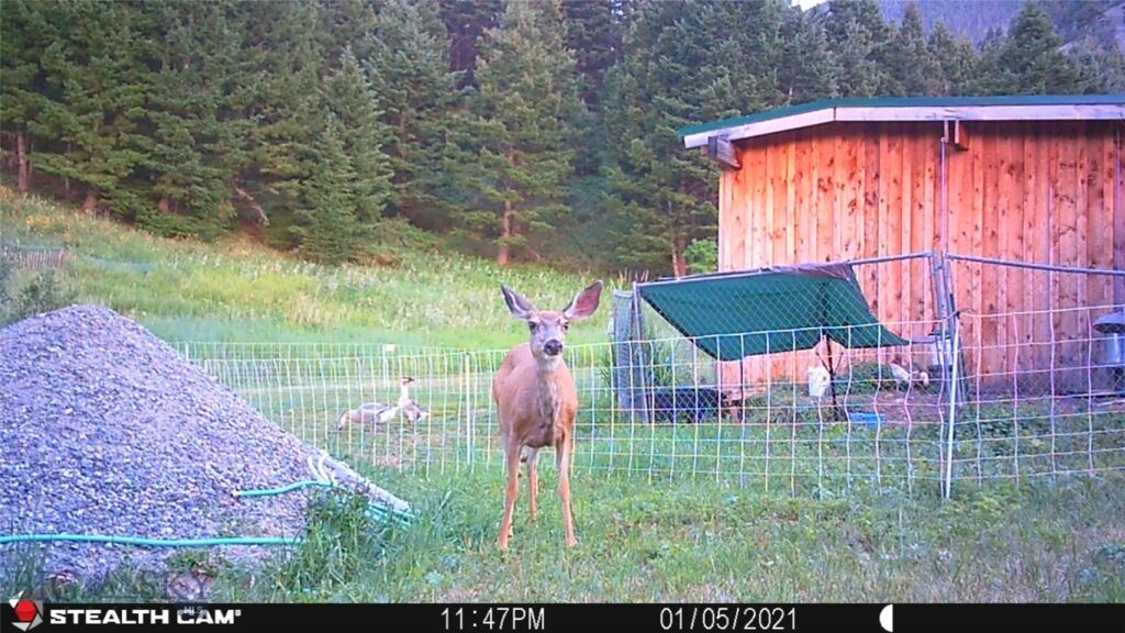 1 Seven Point Road, Livingston MT 59047