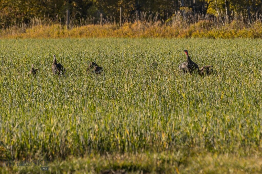 10669 Gee Norman Road, Belgrade MT 59714