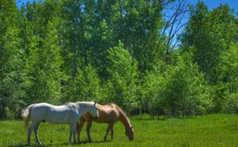 13830 (Tract B) Cottonwood Road, Bozeman MT 59718