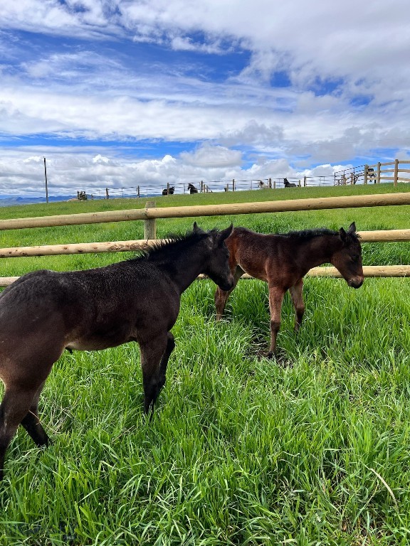 17630 Rocky Mountain Road, Belgrade MT 59714
