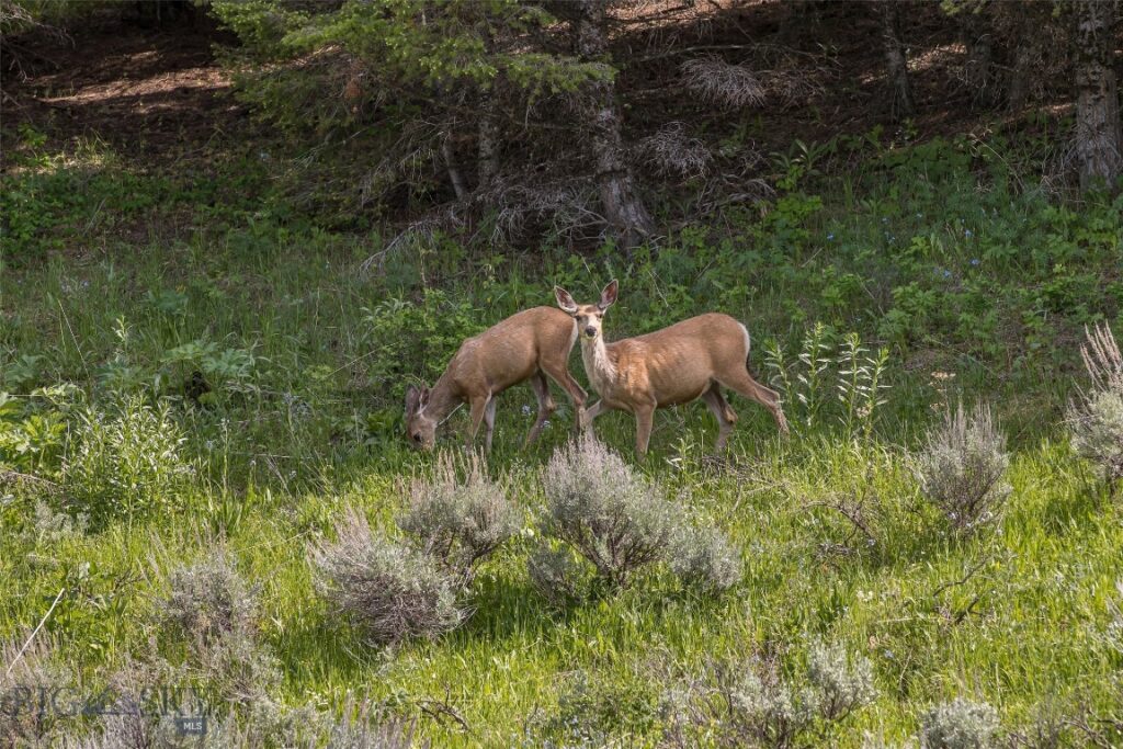 198 Elk Ridge Road, Livingston MT 59047