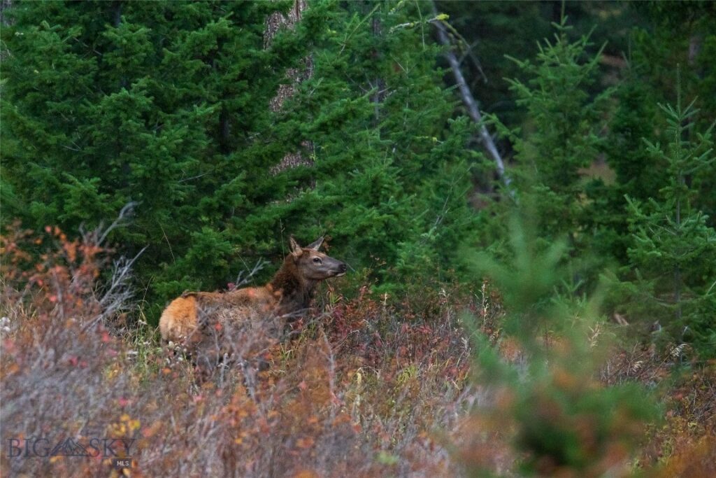 20 ac Alpine Springs Trail, Livingston MT 59047