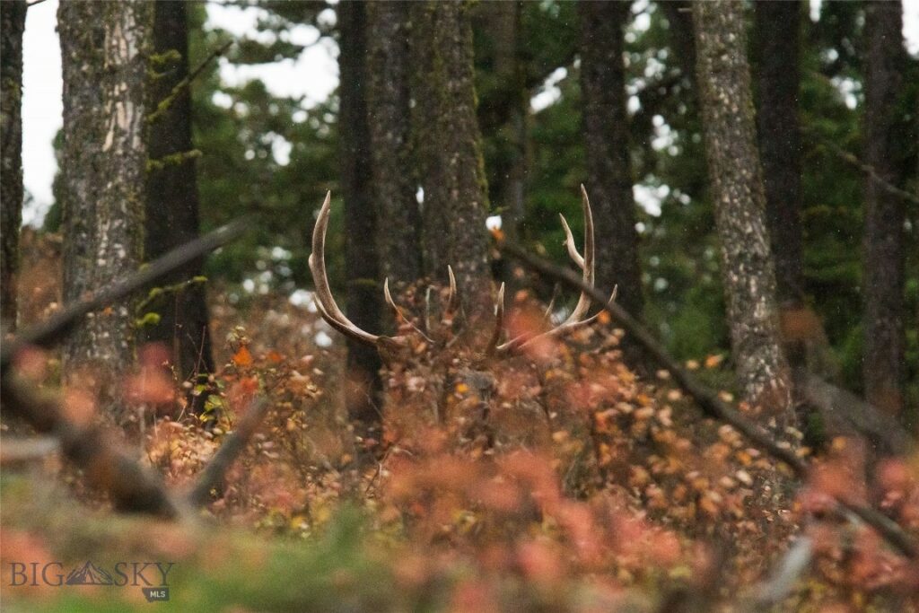 20 ac Alpine Springs Trail, Livingston MT 59047