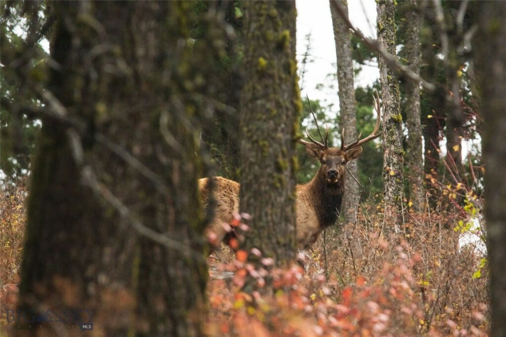 20 ac Alpine Springs Trail, Livingston MT 59047