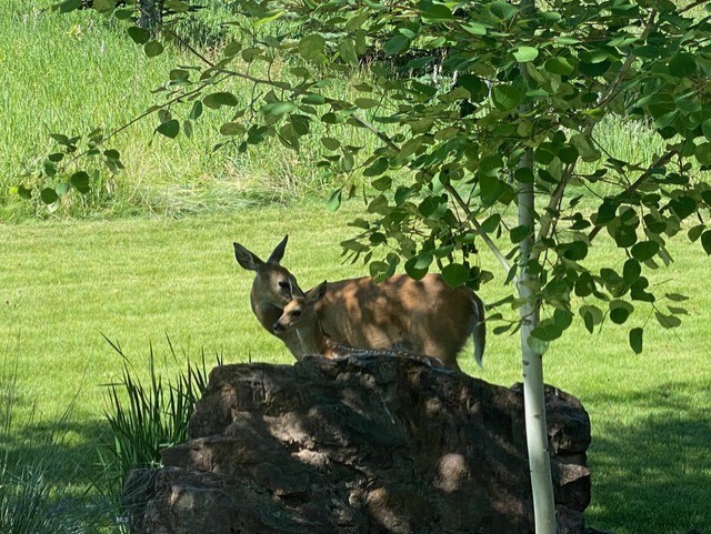 2594 Star Ridge Road, Bozeman MT 59715