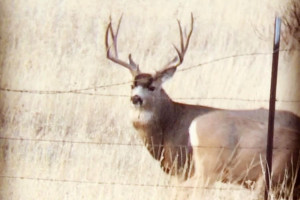 2803 Bridger Hills, Bozeman, MT - Wildlife - Deer