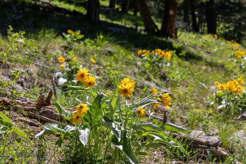 3600 Cottonwood Ranch Trail, Bozeman MT 59718