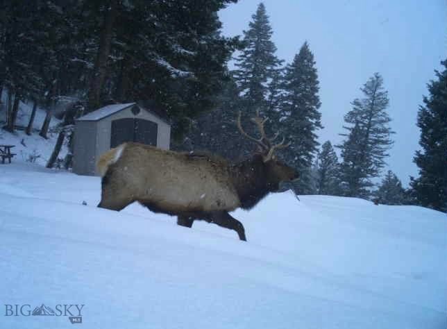 3600 Cottonwood Ranch Trail, Bozeman MT 59718