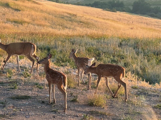 370 Star Ridge Road, Bozeman MT 59715