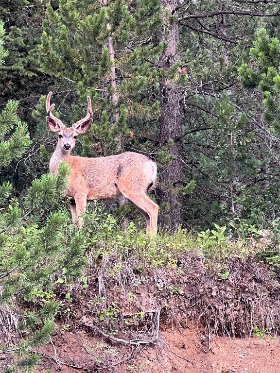 44 Game Trail, Bozeman MT 59715