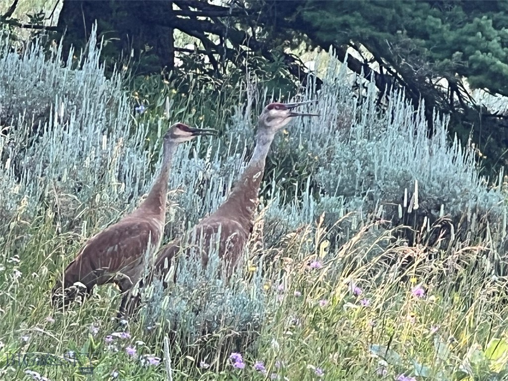 44 Game Trail, Bozeman MT 59715