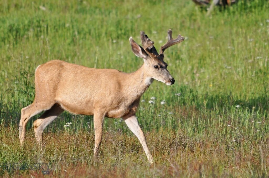 94 Sky Band Trail, Livingston MT 59047