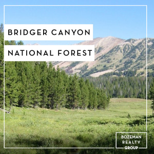 Bridger Canyon National Forest