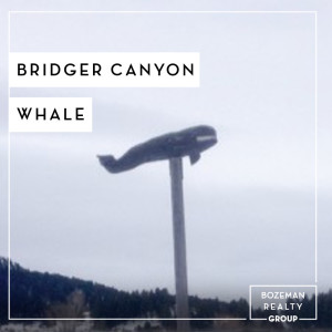 Bridger Canyon Whale