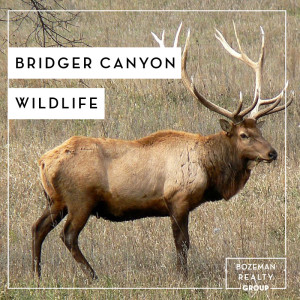 Bridger Canyon Wildlife