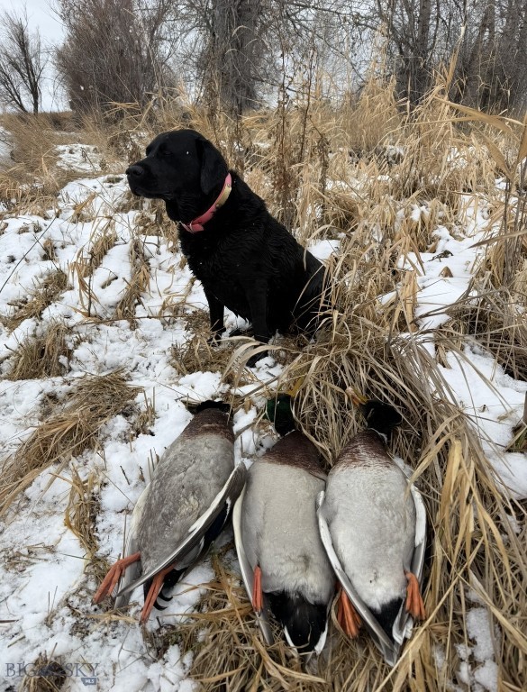 TBD Penwell Bridge Road, Belgrade MT 59714