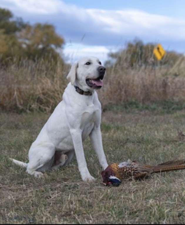 TBD Penwell Bridge Road, Belgrade MT 59714