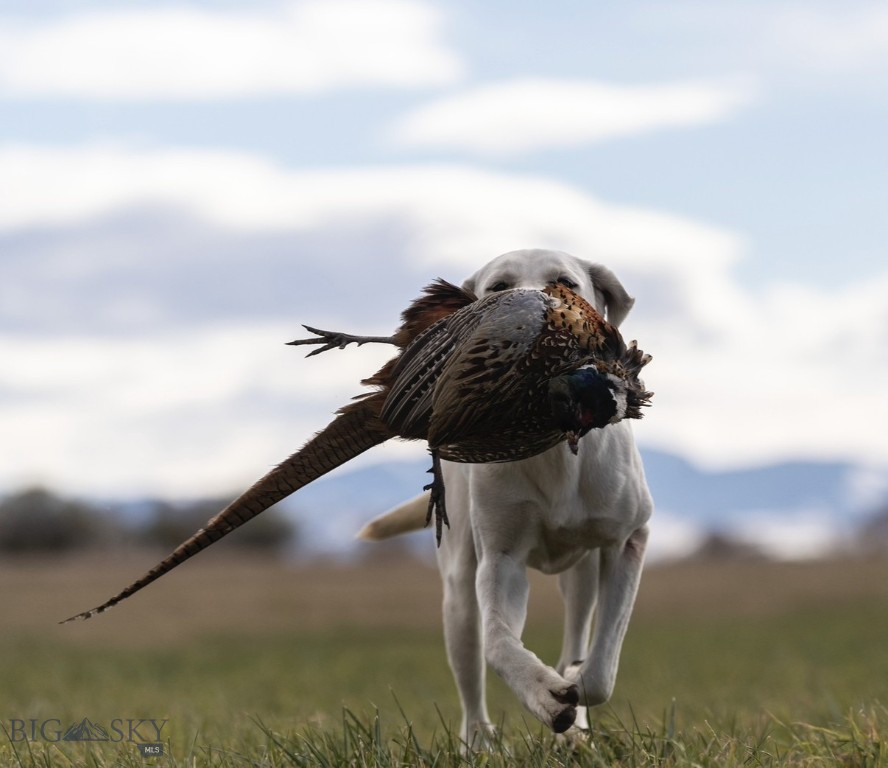 TBD Penwell Bridge Road, Belgrade MT 59714