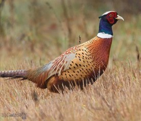 TBD Penwell Bridge Road, Belgrade MT 59714