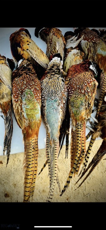 TBD Penwell Bridge Road, Belgrade MT 59714