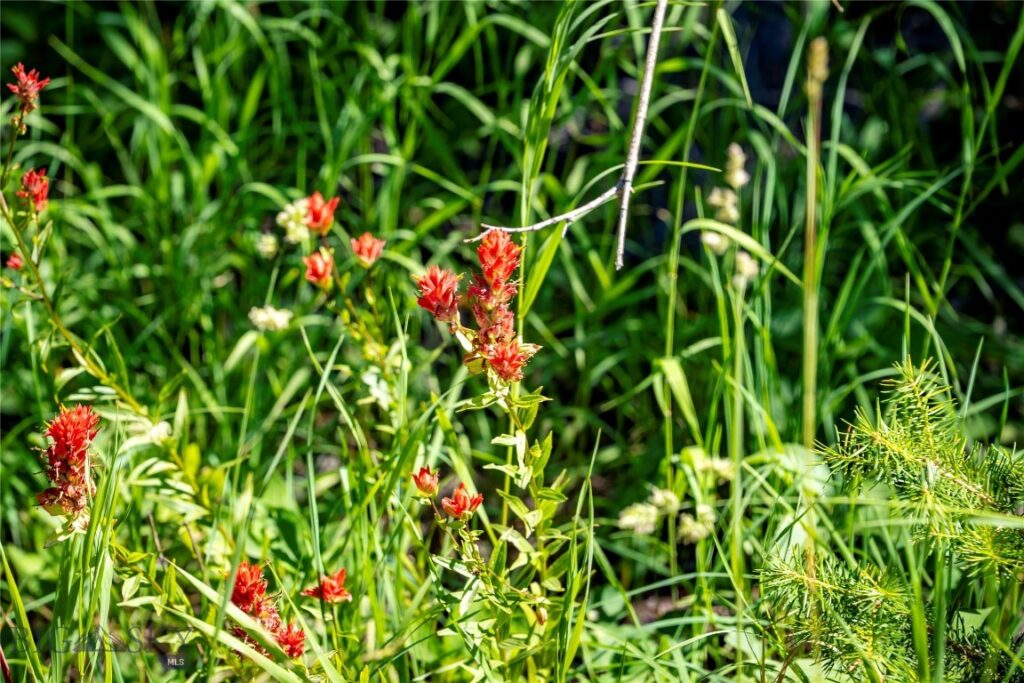 TBD Livingston Peak Road, Livingston MT 59047