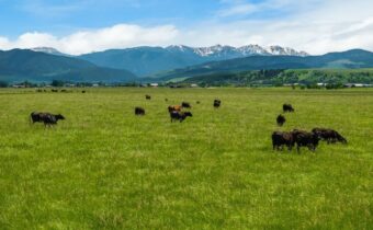 NHN Cottontail Road, Bozeman MT 59718