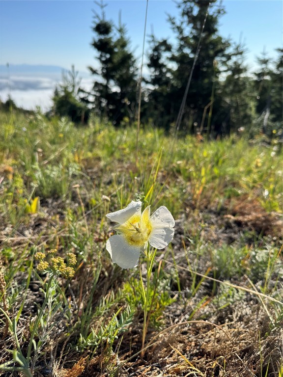 NHN Coyote Drive, Livingston MT 59047
