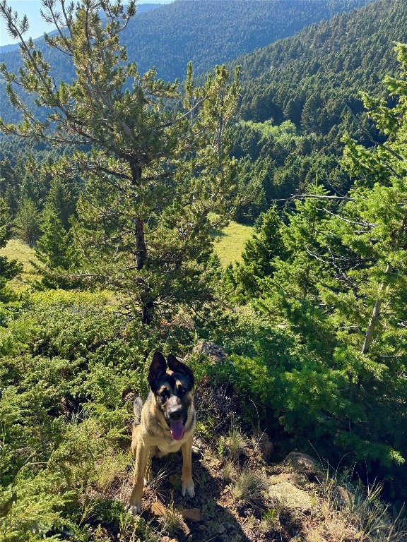 NHN Coyote Drive, Livingston MT 59047