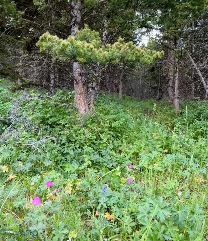 NHN Coyote Drive, Livingston MT 59047