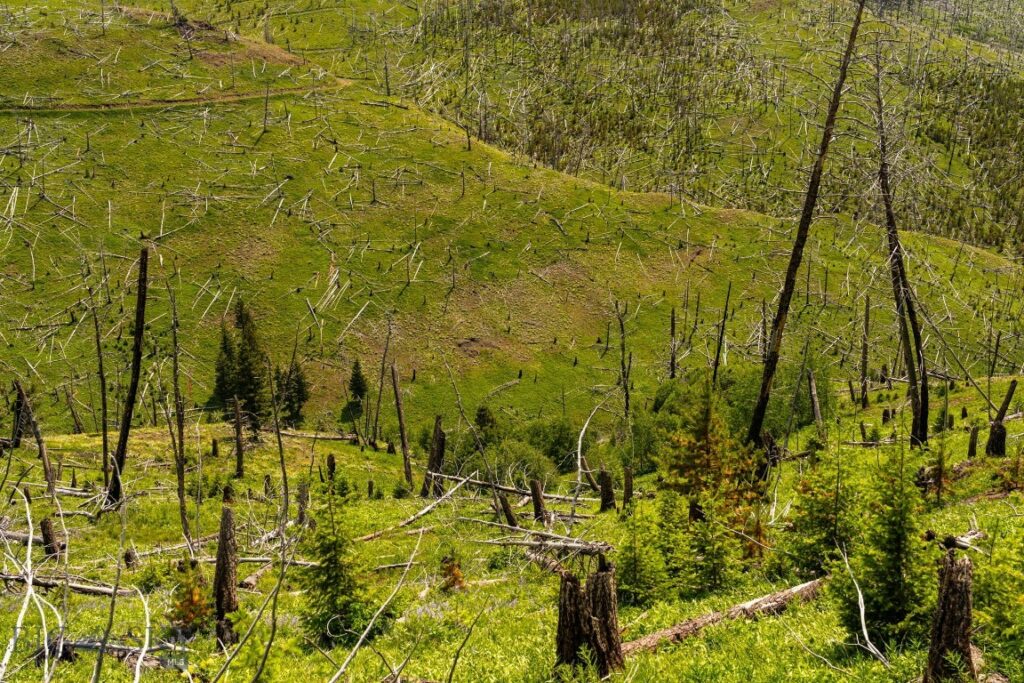NHN Peak Point Drive, Livingston MT 59047