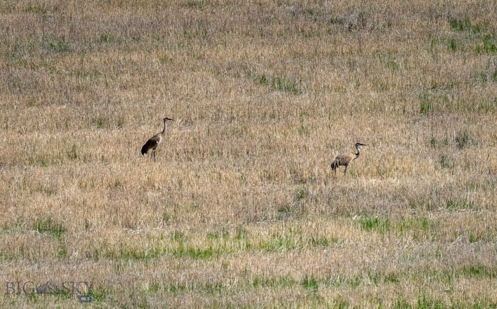 NHN Suce Creek Road, Livingston MT 59047