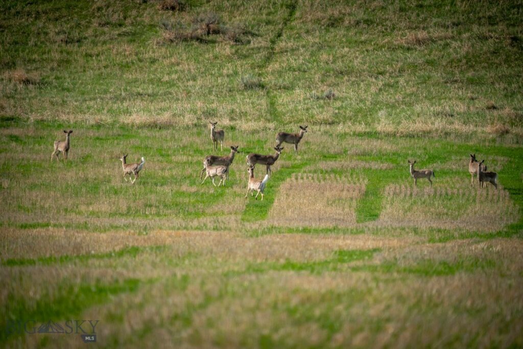 NHN Suce Creek Road, Livingston MT 59047