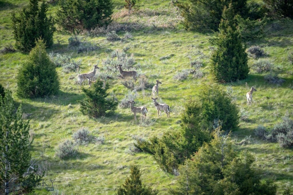 NHN Suce Creek Road, Livingston MT 59047