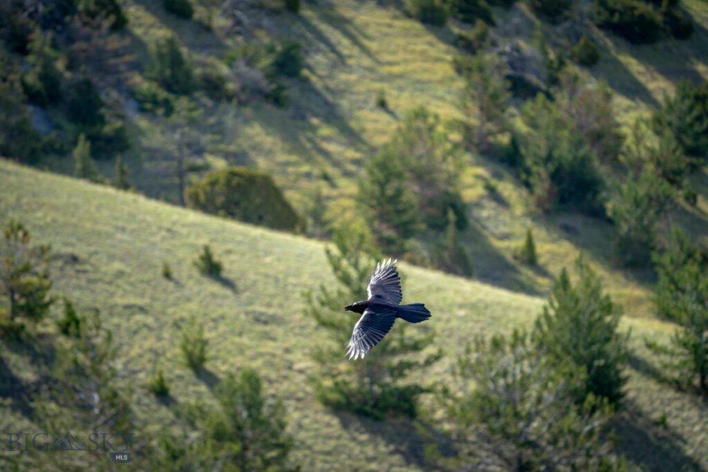 NHN Suce Creek Road, Livingston MT 59047