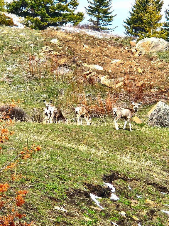 TBD Elk Meadows, Lot 129A, Livingston MT 59047