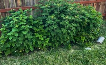 2329 Sturnella Lane, Belgrade MT 59714