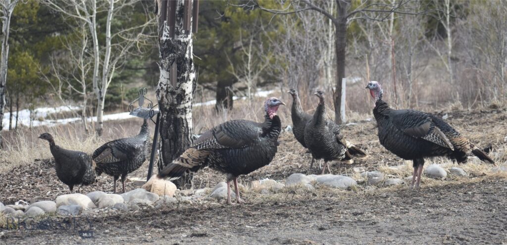 770 Mountain Moose Road, Bozeman MT 59715