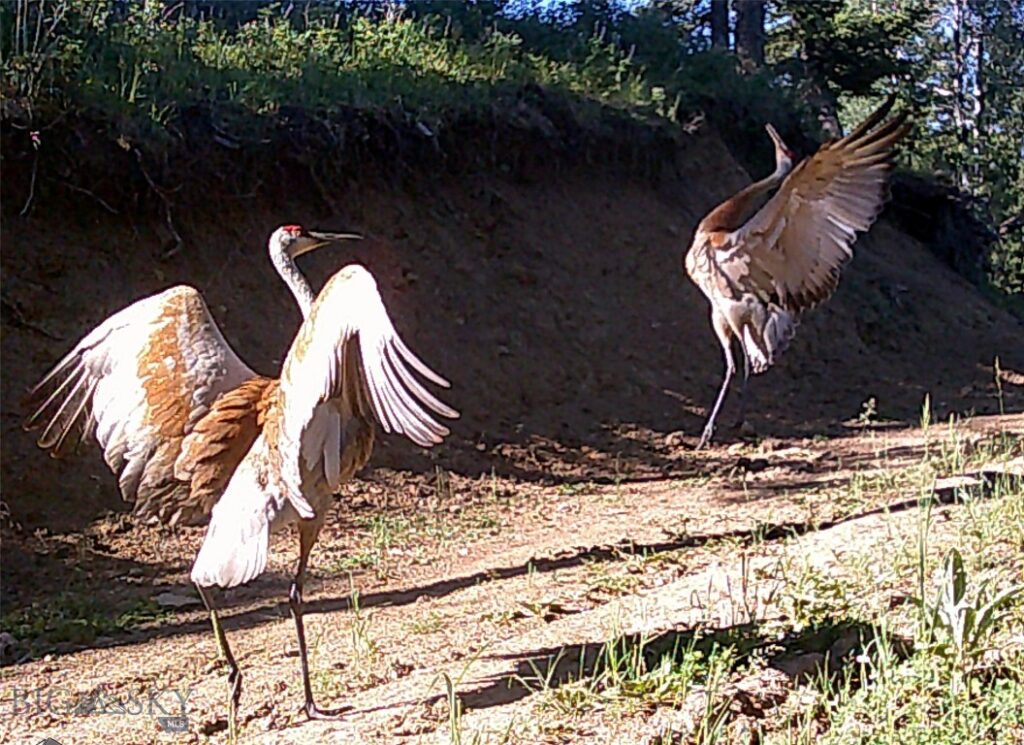 770 Mountain Moose Road, Bozeman MT 59715