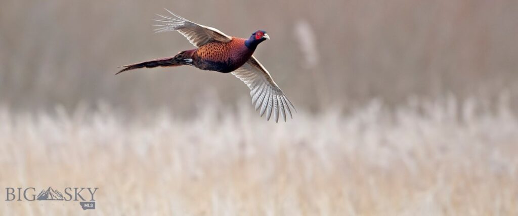 4150 Penwell Bridge Road Road, Belgrade MT 59714