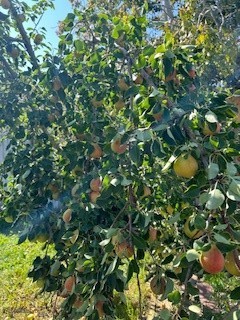 113 10th Street, Belgrade MT 59714