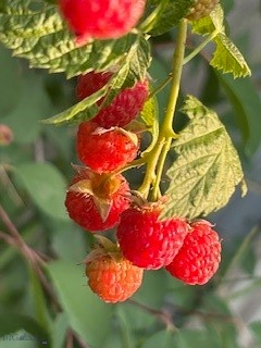 113 10th Street, Belgrade MT 59714