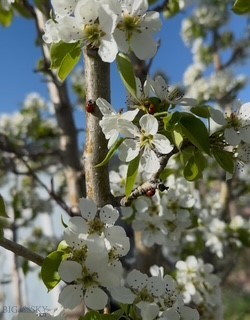 113 10th Street, Belgrade MT 59714