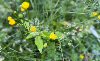 TBD Spring Creek Drive, Bozeman MT 59715