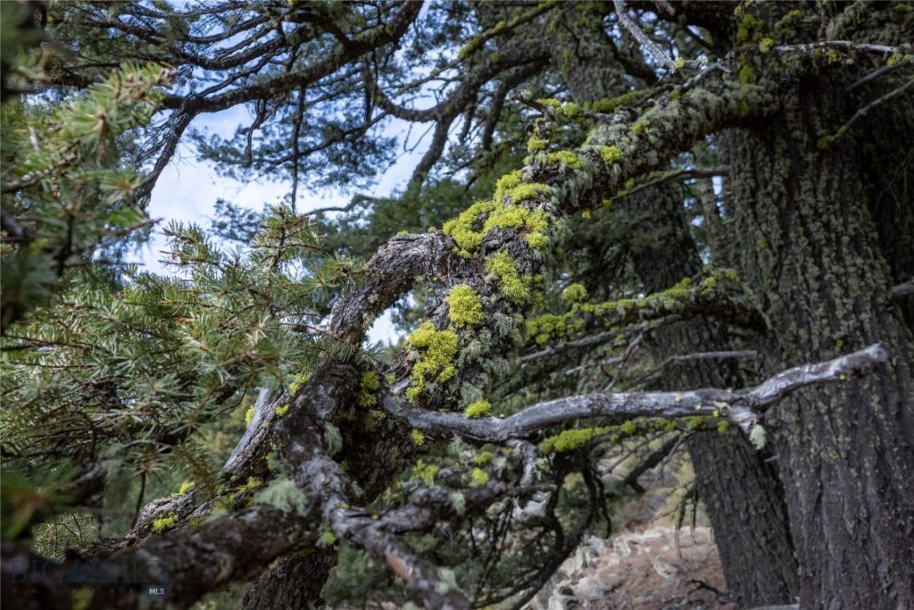 TBD Sunflower Lane LOT 4 Lane, Bozeman MT 59718
