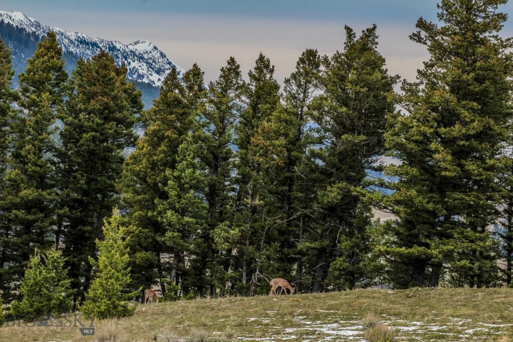 , Bozeman MT 59715