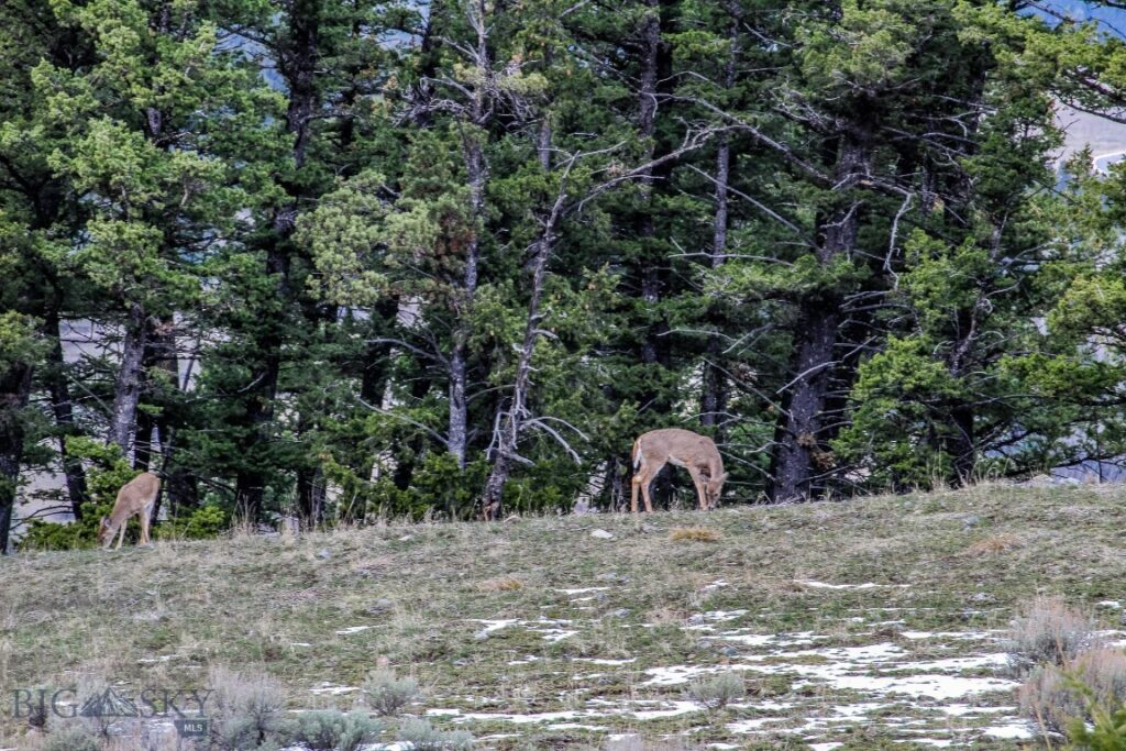 , Bozeman MT 59715