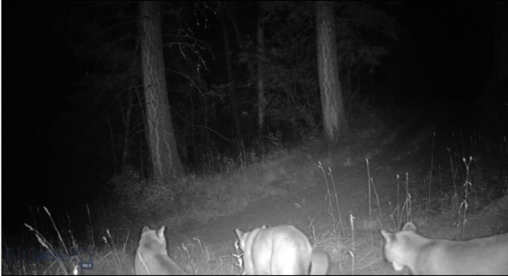 Springhill Vistas Ranch at Four Bar Ranches, Belgrade MT 59714