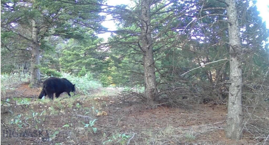 Springhill Vistas Ranch at Four Bar Ranches, Belgrade MT 59714