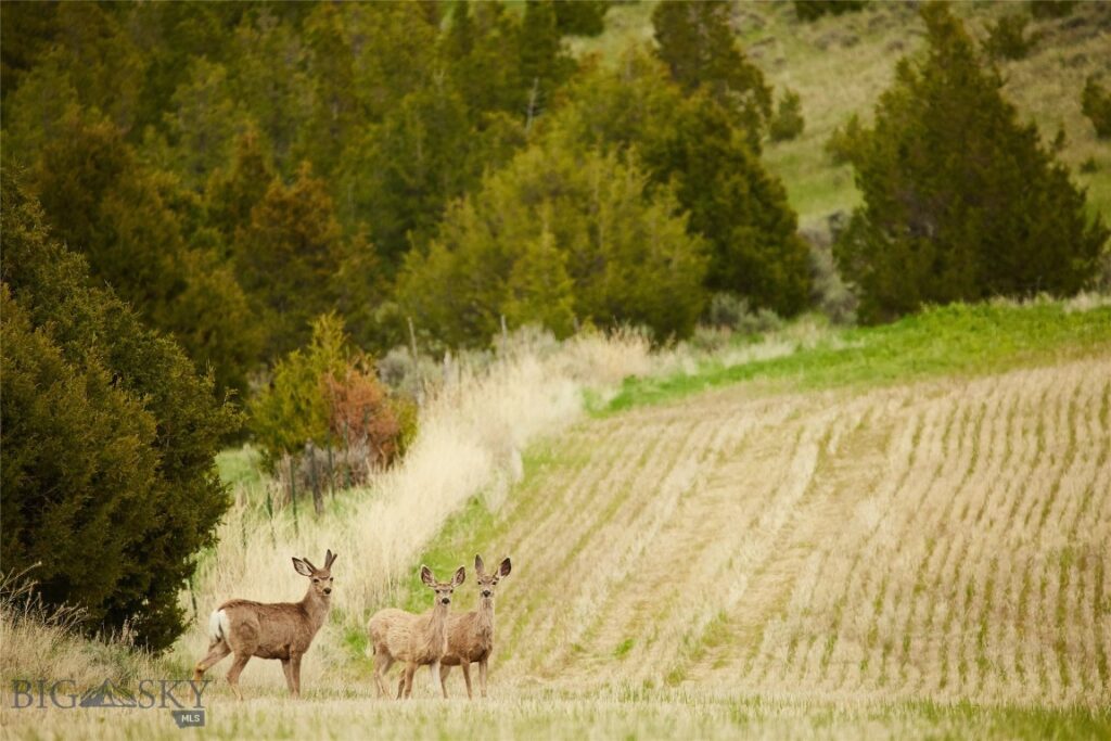 TBD Skinner Road, Belgrade MT 59714
